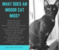 What does an indoor cat miss?