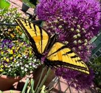 Western swallowtail
