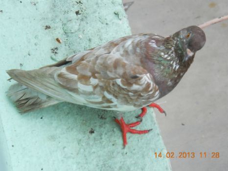 A beautiful brown & white pigeon