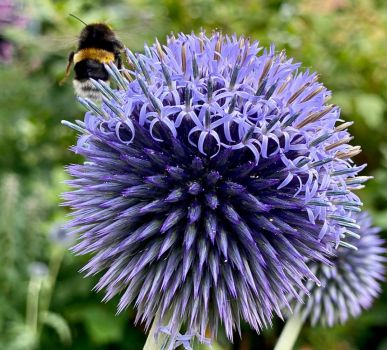 Blossom from top to bottom -blue globe-thistle