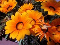 Orange Flowers