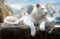 Majestic -Albino lion