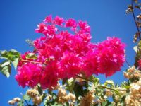 Bougainvillea in Hawaii