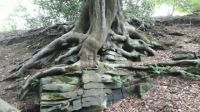 Rooted