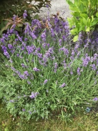 Lavender plant