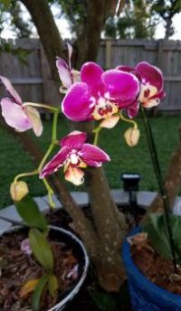 Orchid