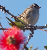 White-crowned Sparrow