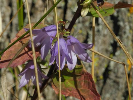 Purple flower (Harebells)