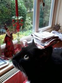 Beautiful Boy in the clutter at Xmas 2012