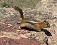Chipmunk  side view