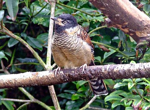Spotted Laughing Thrush