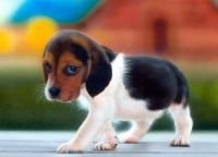 puppy