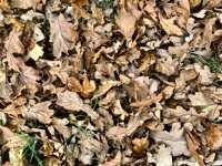 Oak Leaf Challenge