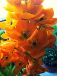 Orange "Star" Flowers