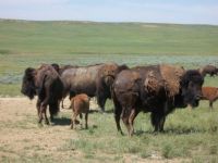Buffalo herd in Wyoming