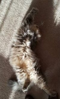 Kitty yoga - Focus on fitness