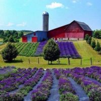 Lavender Fields, Michigan