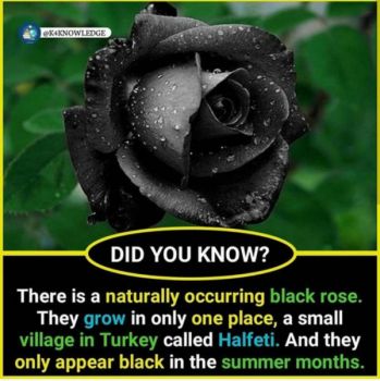 Is there a black rose?