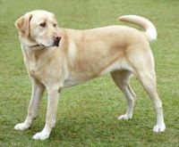 Yellow Labrador Retriever