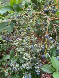 U Pick blueberries