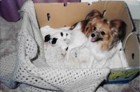Toby as a wee puppy