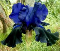 Blue and Black Iris