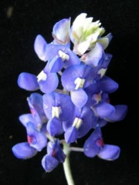 Bluebonnet (Lupinus texensis)