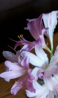 Surprise Lilies