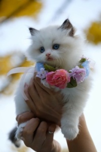 Kitten With Flowers