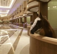 Fanzy stable in Dubai