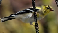 Goldfinch