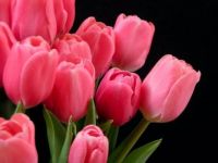 Pink Tulips (Apr17P01)