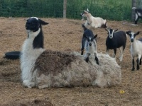 Cookie & the goats