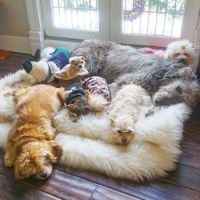 Dog Nursery