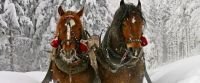 horses