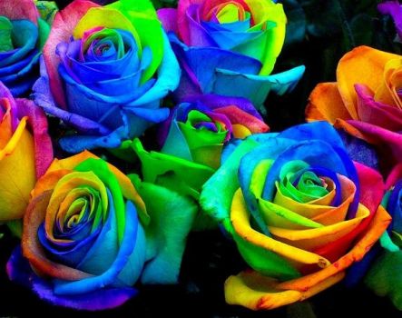 Natural Rainbow Rose