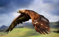 golden-eagle-flying
