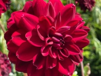 Dahlias