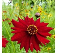 Red Plains Coreopsis