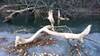 The beavers have been here!