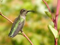Hummingbird on Radish plant