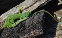 Green lizard hiding