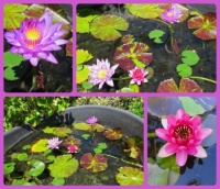My Waterlilies. Larger.