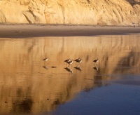 Torrey Pines Beach with Reflections