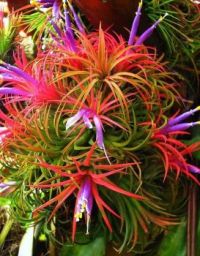 Multi-colored Flower