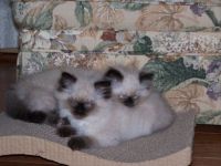 Persian Kitten Sisters