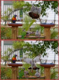 Incoming Crested Pigeon...