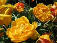 Peony Tulips  --- changing colour edition.