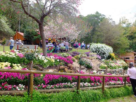 Spring Bluff - Toowoomba Carnival of Flowers
