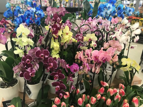 Orchids and Tulips